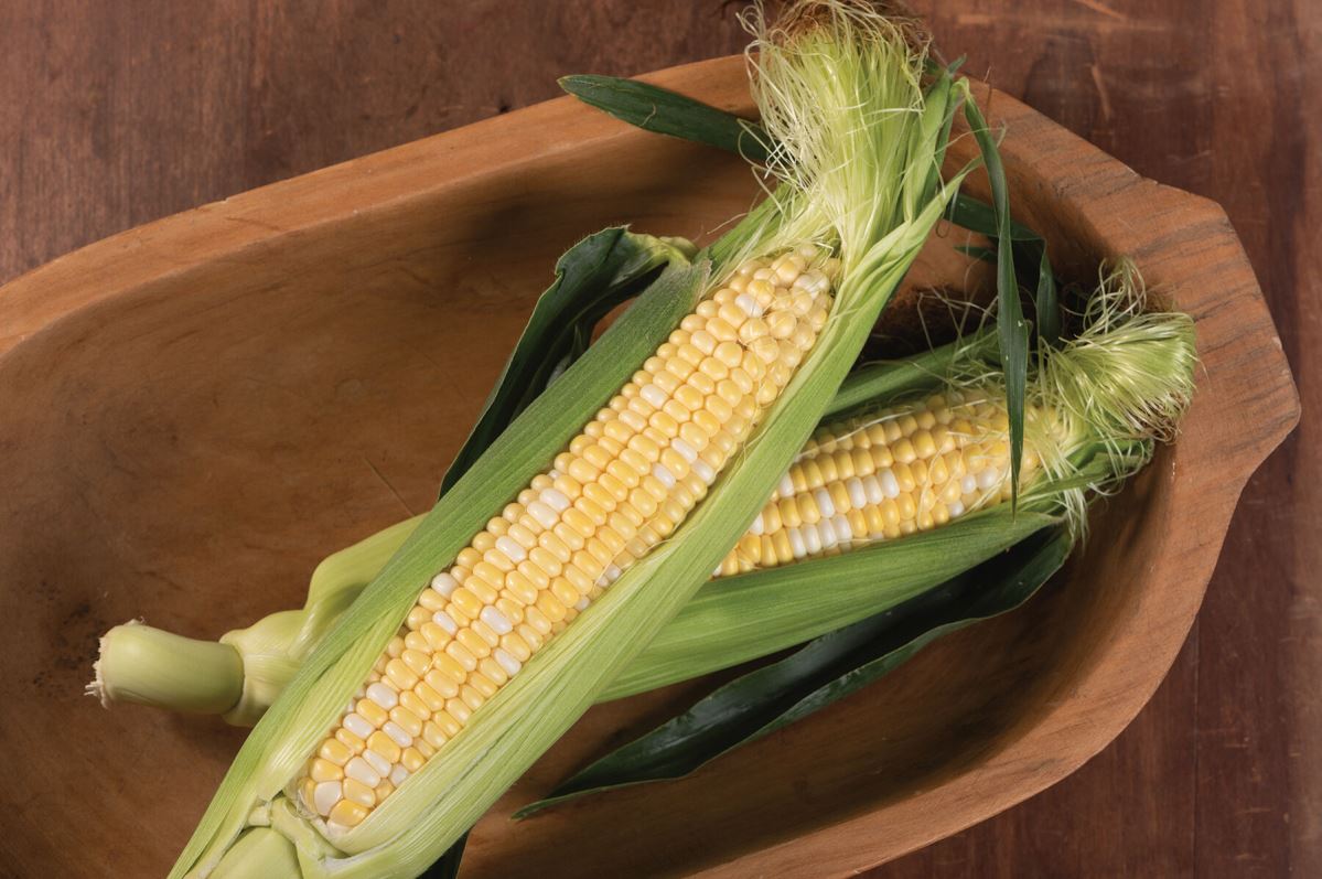 Catalyst XR – Corn Seed